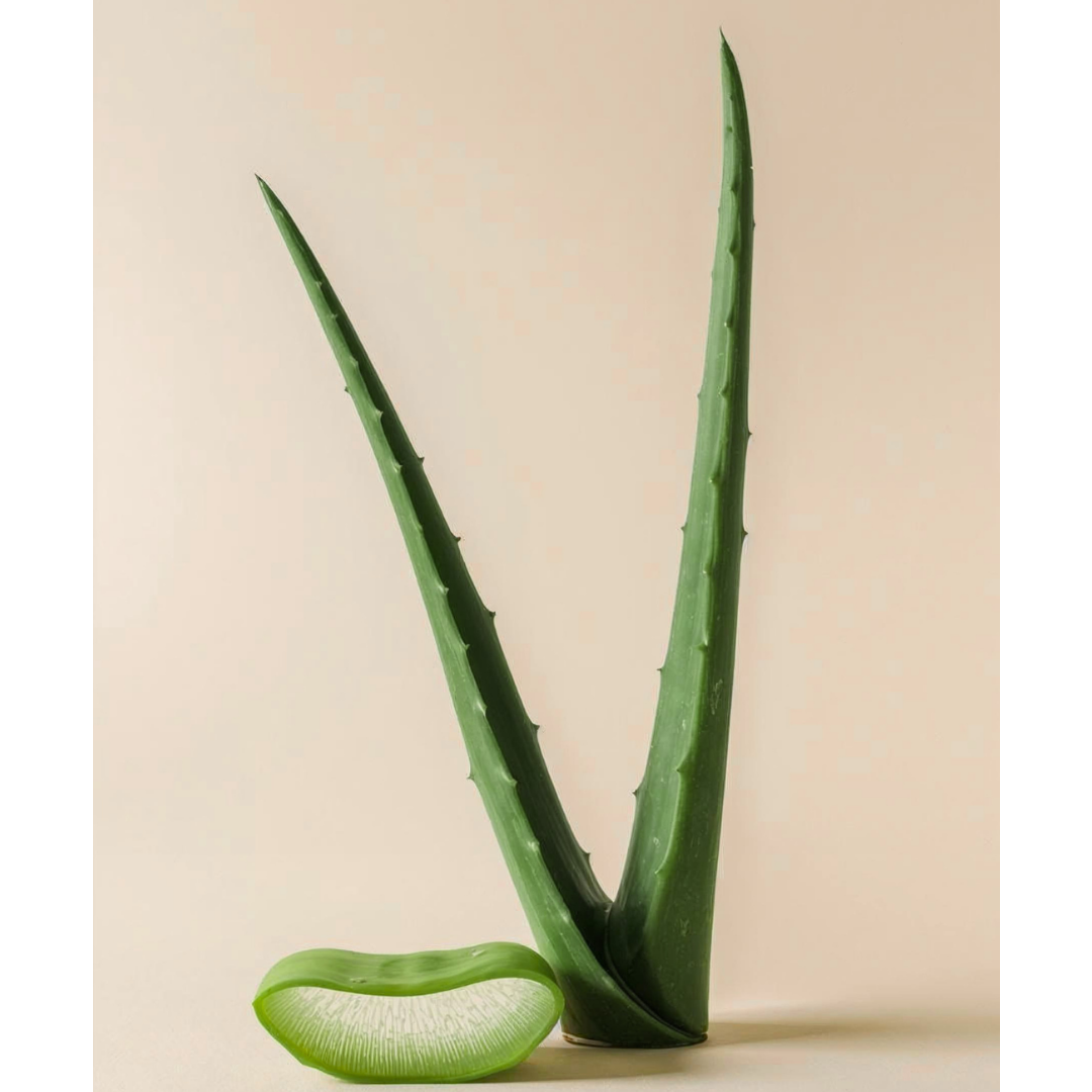 Aloe vera plant on a beige background