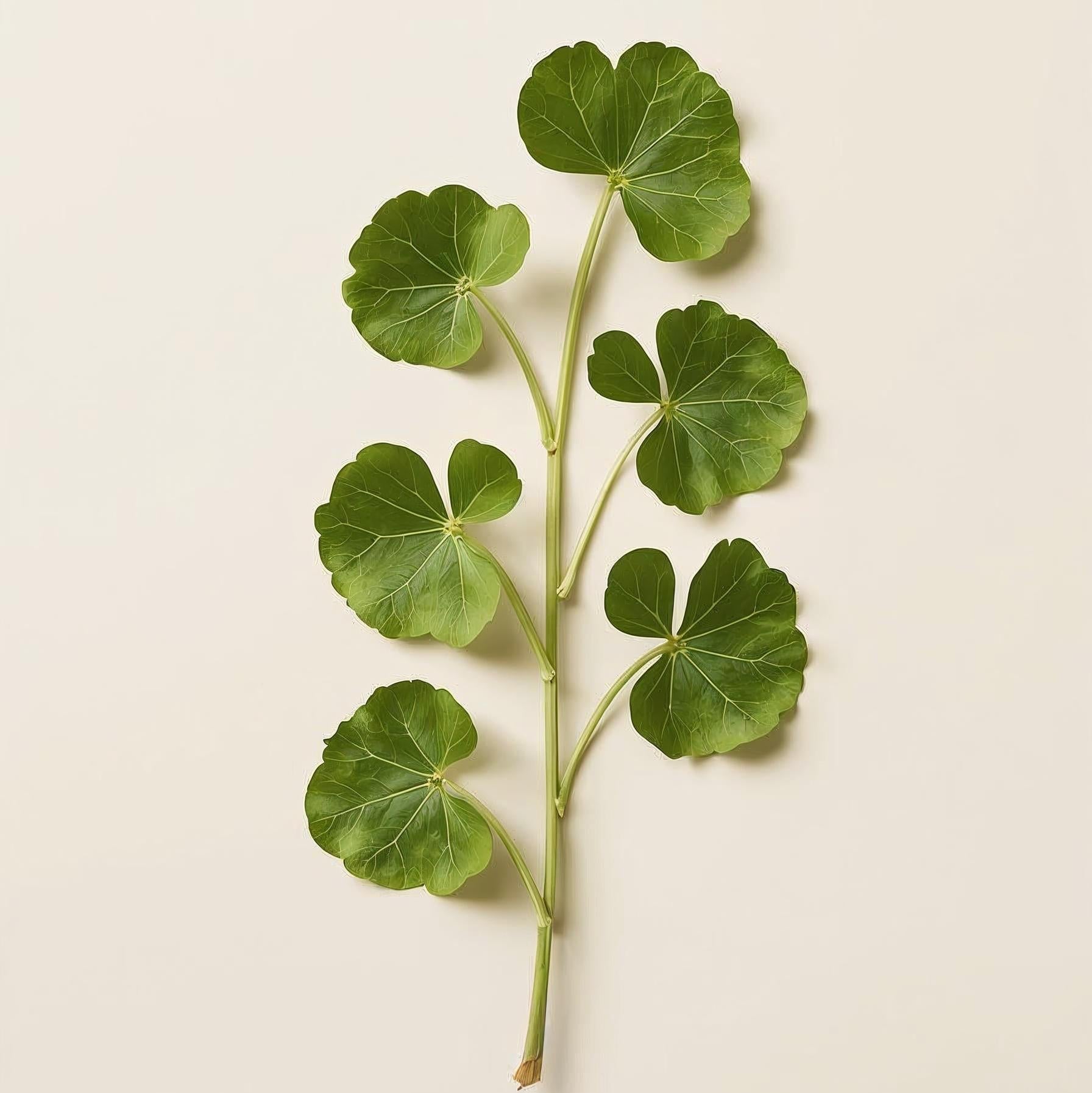 Green leafy branch on a beige background