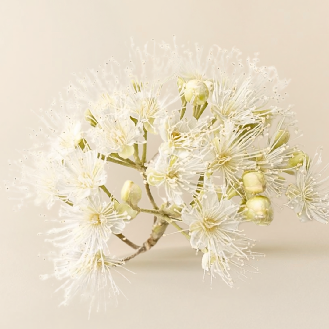 Lemon Myrtle on a beige background
