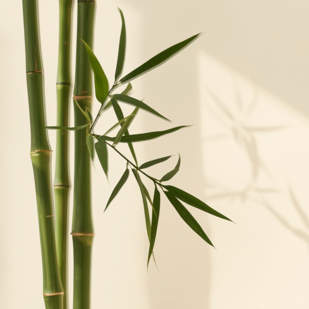 Green bamboo stalks with leaves against a light beige background